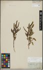 Foto von Salix alba L. x Salix fragilis L.